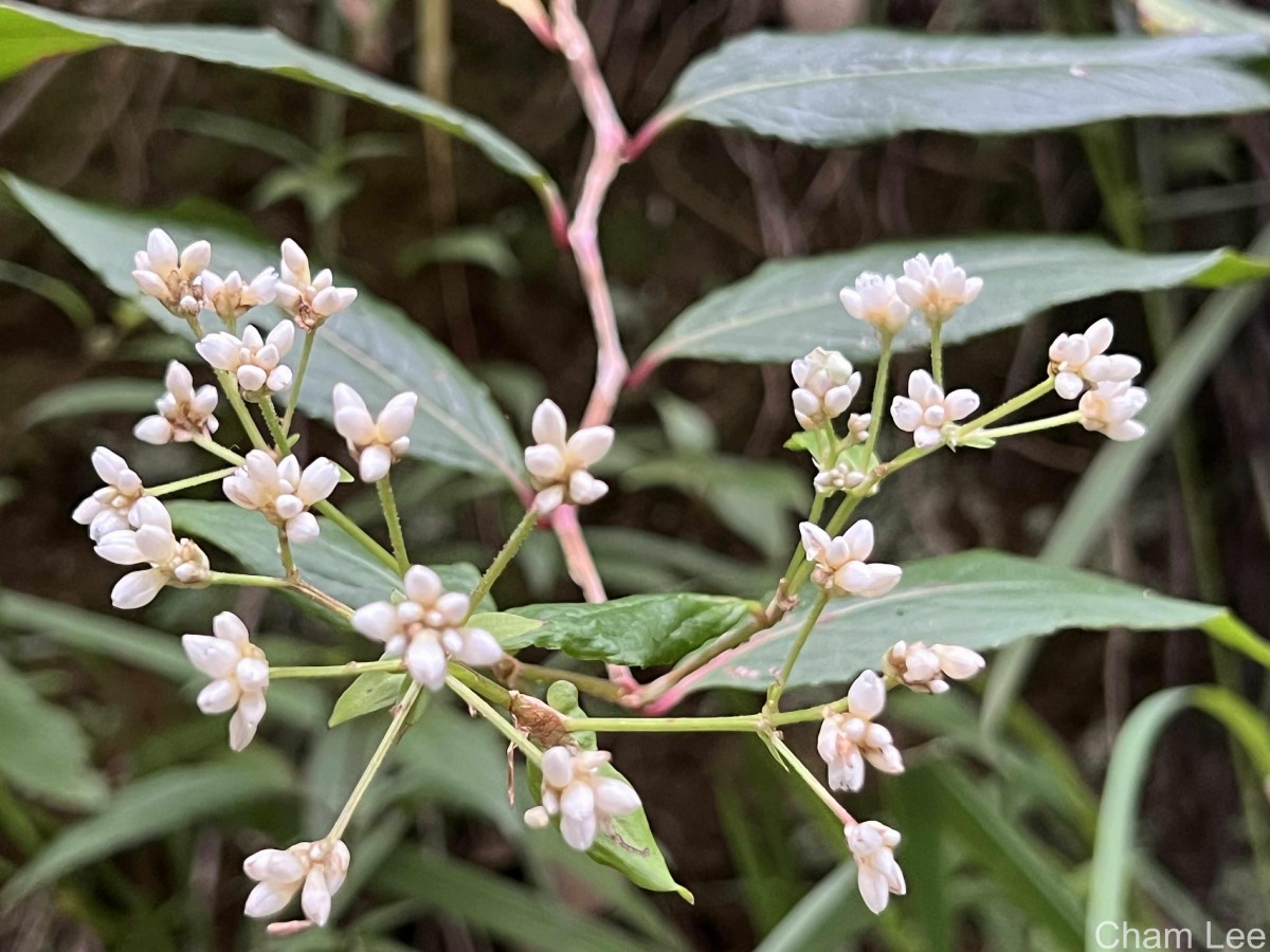 Persicaria chinensis (L.) H.Gross